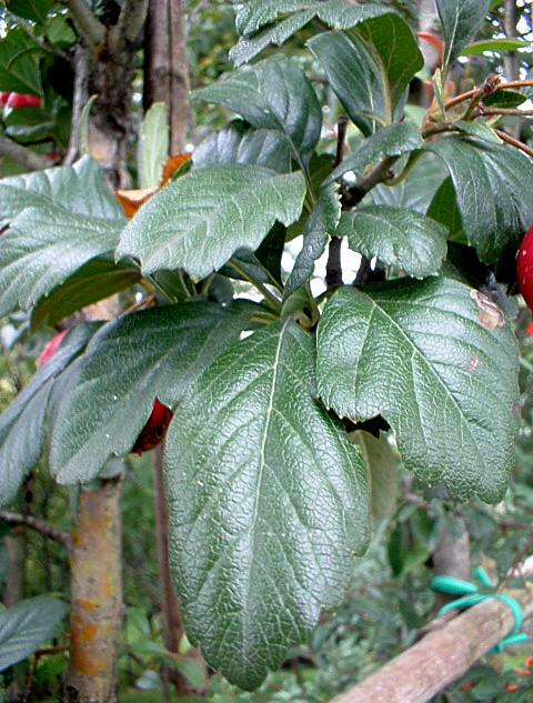 Crataegus cosa?